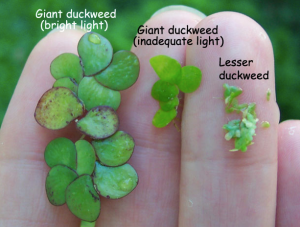 Duckweed Hand Pict