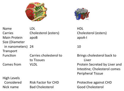LDL and HDL Roles Table